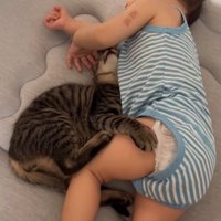 太ももにしがみつく猫