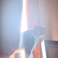 カーテンから出てくる猫