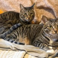 室内にいる猫