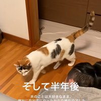 目の前を通過する猫