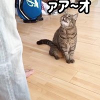 鳴いている猫
