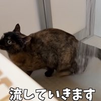 お風呂場で洗われる猫（流していきます）