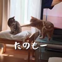 前足を伸ばして催促