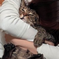 女性に抱きしめられて目を細める猫