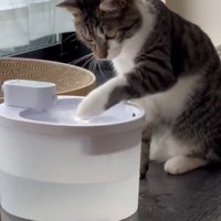 水を触る猫
