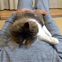 人のお腹の上で横に寝る猫