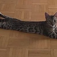 ペットカメラが撮影している猫