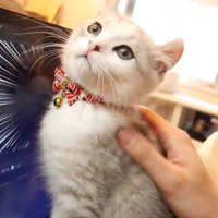 パソコン画面前で胸を張る子猫