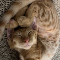 体をくねらせて寝ている茶トラ猫2