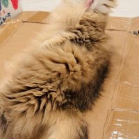 毛繕い中に毛が舌にくっついたペルシャ猫