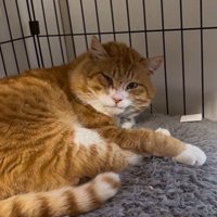 ケージで寝ている猫