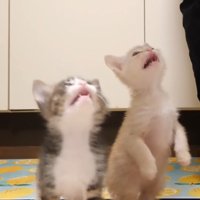 2足立ち