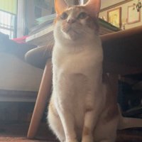 お座りをする猫