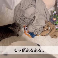 テロップ「しっぽぷるぷる…」