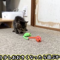 ネズミのおもちゃの近くで様子をうかがう子猫