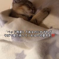 布団をかけて眠る子猫