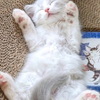 仰向けに眠る猫・りおら君