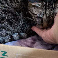 薬を口に入れようとする猫