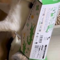 ティッシュ箱を身につけた猫