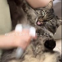 無抵抗な猫