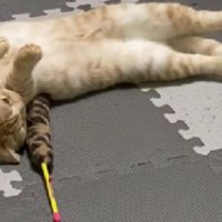 寝転がっている猫たち