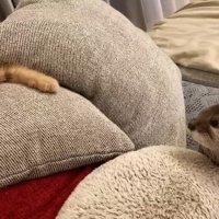 見つめ合うふたり