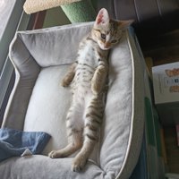 仰向けの子猫