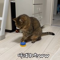左手をベルに乗せている猫の正面姿