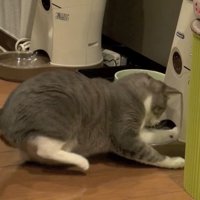 右後ろ足が浮いた姿