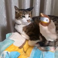 動かずおもちゃの動きを目で追う猫
