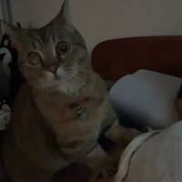 アニメを見る猫