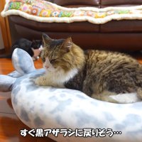 寛ぐ姿