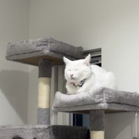 キャットタワーに座る猫