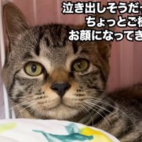 前を見る子猫の顔