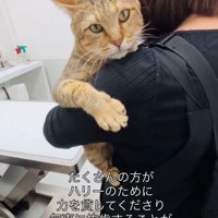 抱っこされる猫