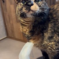 口を閉じている猫