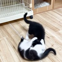 じゃれる白黒猫2匹