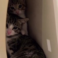 郵便受けに隠れる2匹の猫