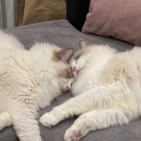 寝ている2匹の猫