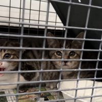 捕獲機の中の2匹の子猫