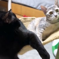 ハンモックにいる黒猫とシルバータビー