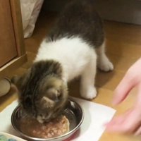 食べる猫と人の手