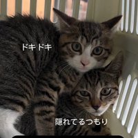 キャリーの隅で震えている2匹の子猫