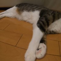 床の上に横たわって寝ている猫