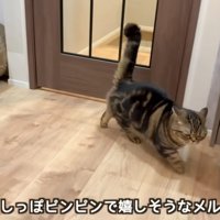 飼い主が帰ってきて嬉しそうな猫