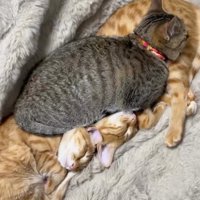 キジトラ柄の猫に乗られる2頭の茶トラ柄の猫