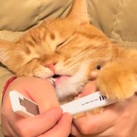 目を閉じる猫