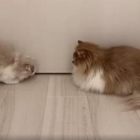 ドアの前の猫たち