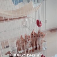 こちらを見つめる子猫