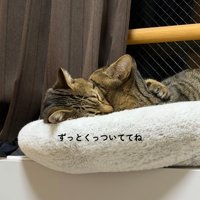 抱き合うように寝る2匹の猫